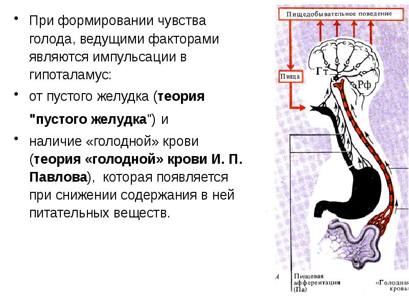 Физиология пищеварения в желудке презентация