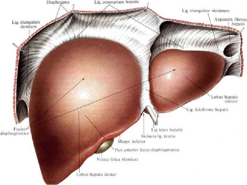 Поверхности печени. Диафрагмальная поверхность печени анатомия. Печень анатомия человека Синельников. Печень анатомия строение Синельников. Круглая связка печени (Lig. Teres hepatis):.