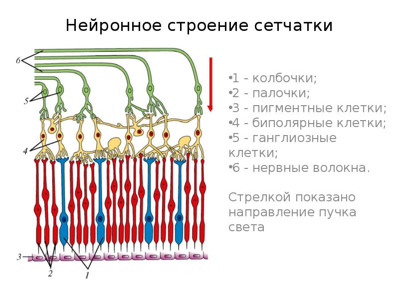 Расположено впереди сетчатки