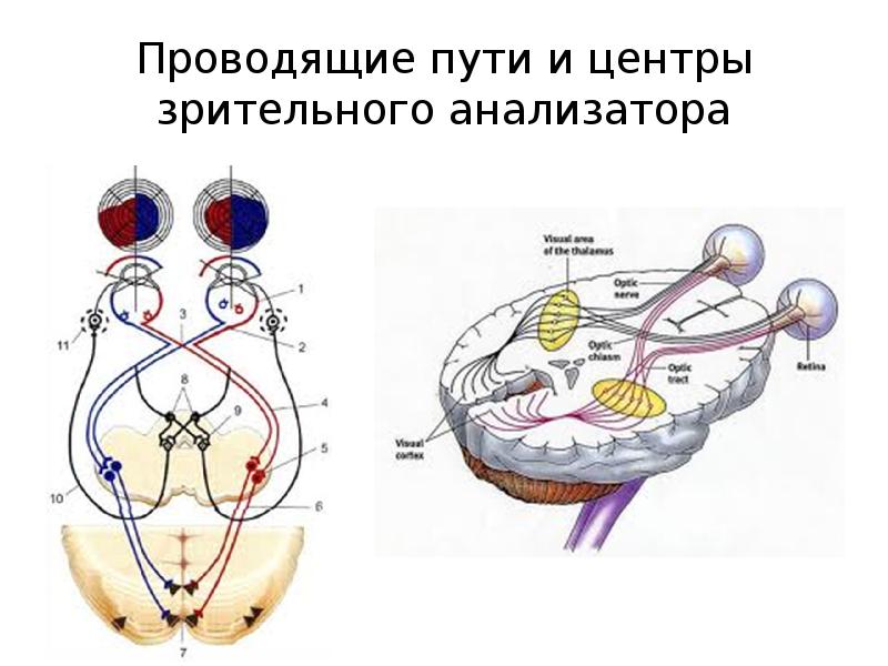 Понятие об анализаторах зрительный анализатор презентация 8 класс пасечник