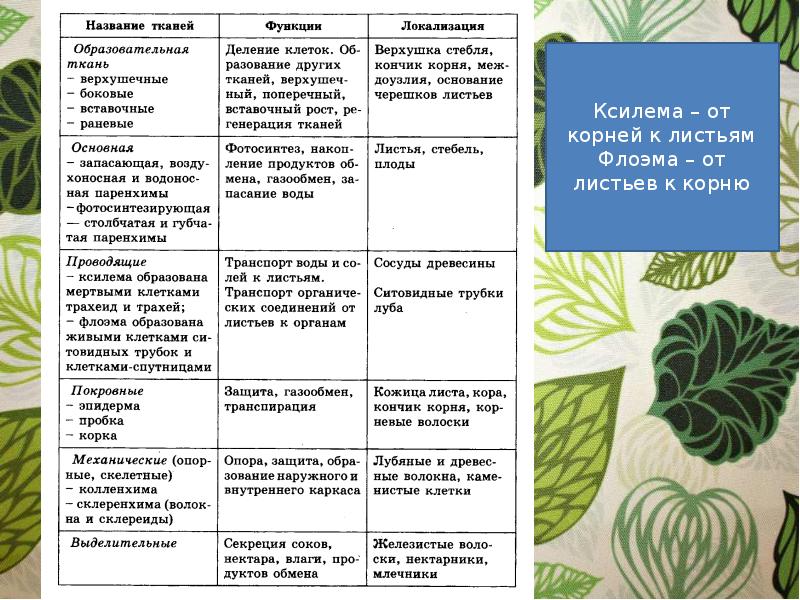 Огэ ботаника презентация