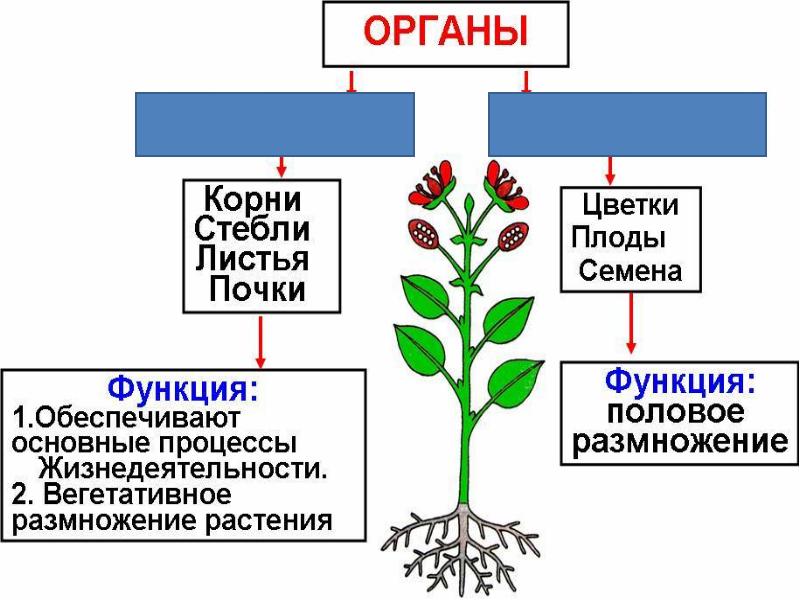 Ботаника в схемах