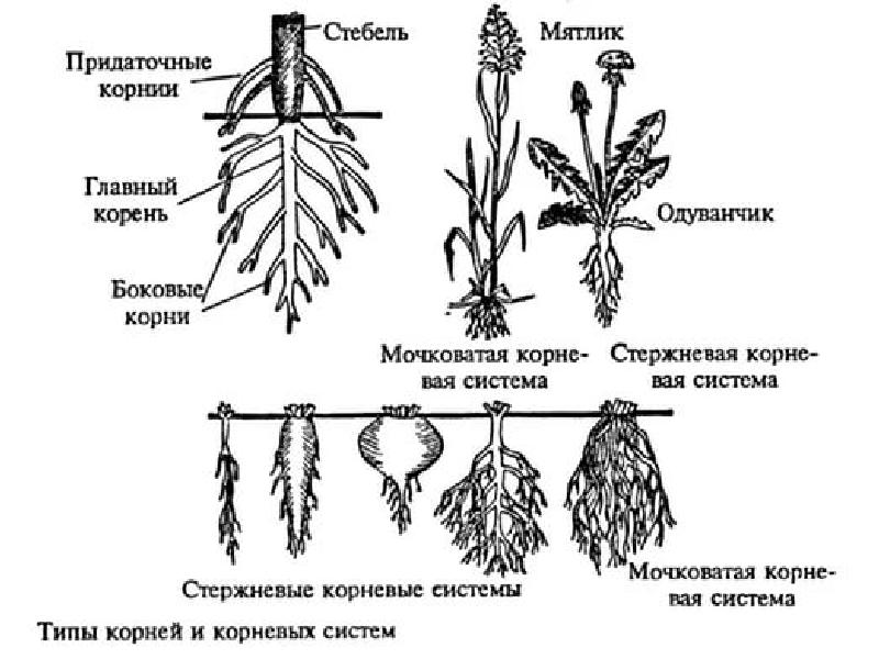 Ботаника в схемах