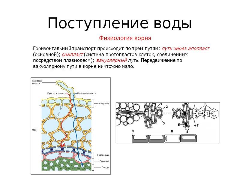 путь к файлу это в информатике. Stp назначенный корневой. корневой путь. файл это в информатике. корневой путь.