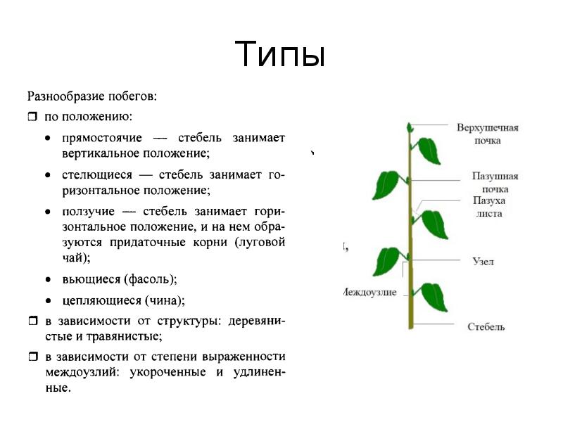 Своя игра по ботанике 6 класс презентация - 94 фото