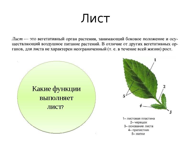 Огэ ботаника презентация