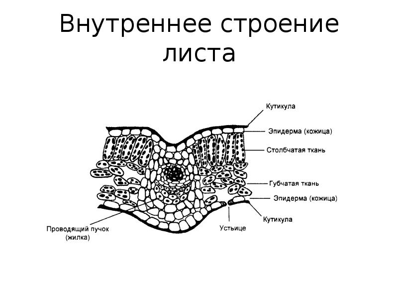 Рисунок внутреннее строение листа биология 6 класс