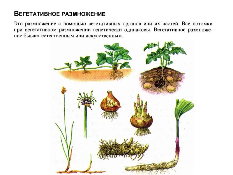 Презентация по ботанике