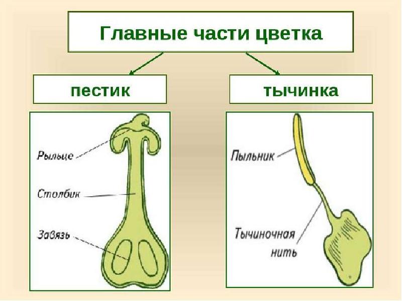 Ботаника егэ презентация