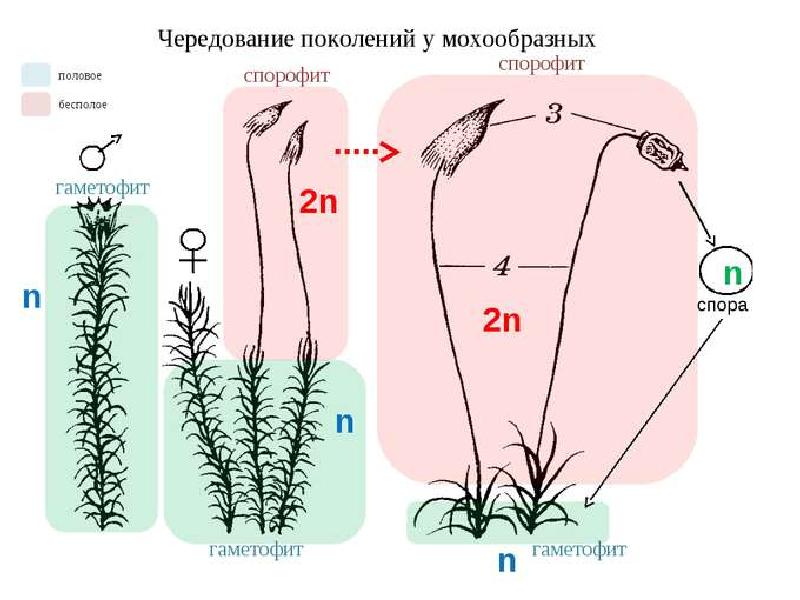 Рисунок на тему ботаника