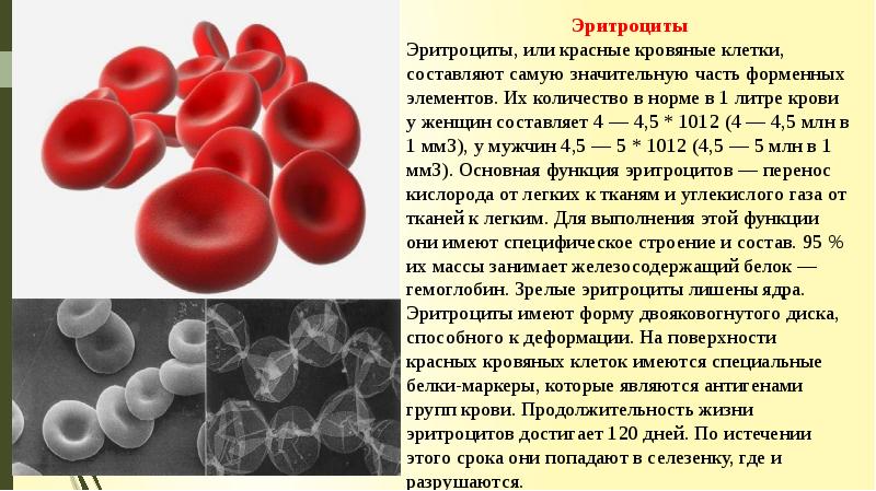 Форменные элементы крови презентация анатомия