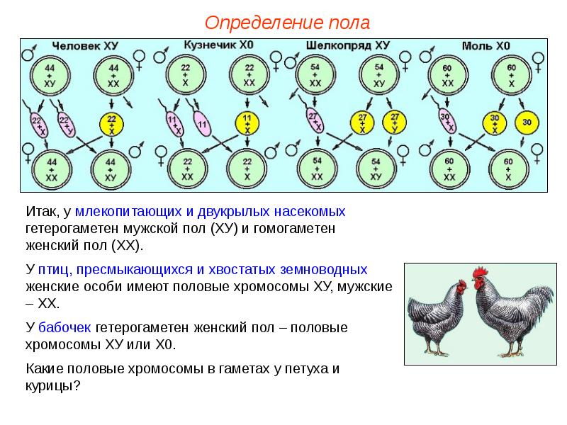 Презентация по биологии 10 класс генетика пола