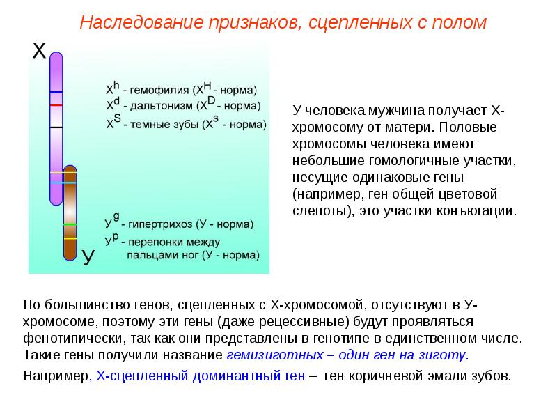 Генетика пола наследование сцепленное с полом презентация