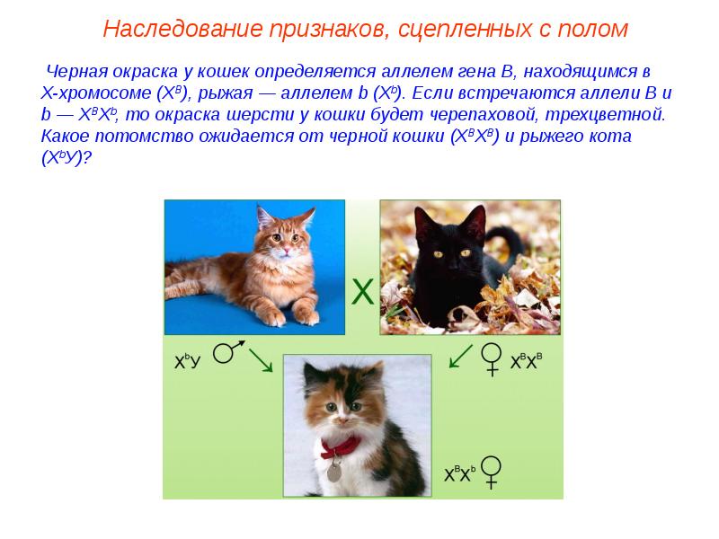 Генетика пола презентация 9 класс