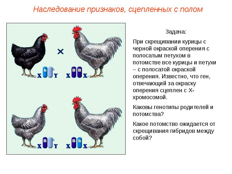 Наследование сцепленное с полом презентация задачи на