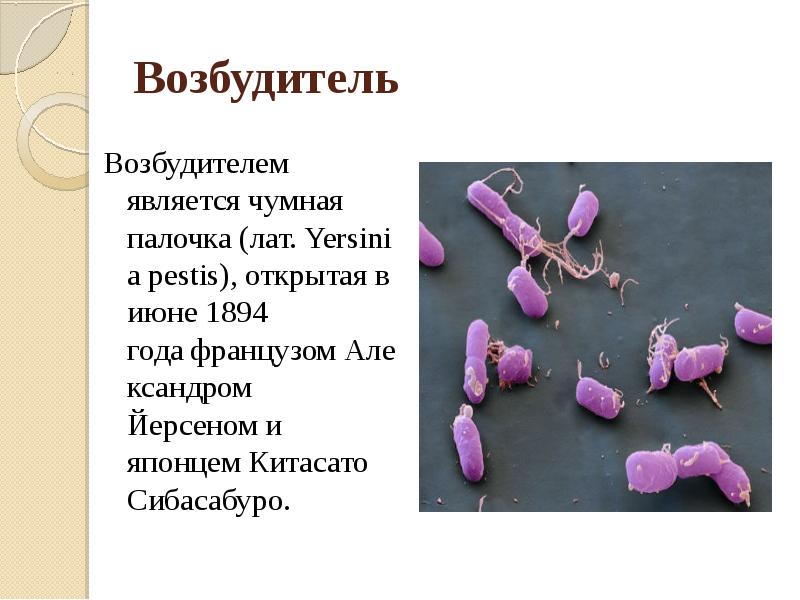 Возбудитель чумы