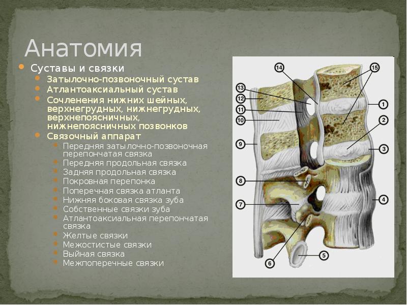 Задняя продольная связка позвоночника