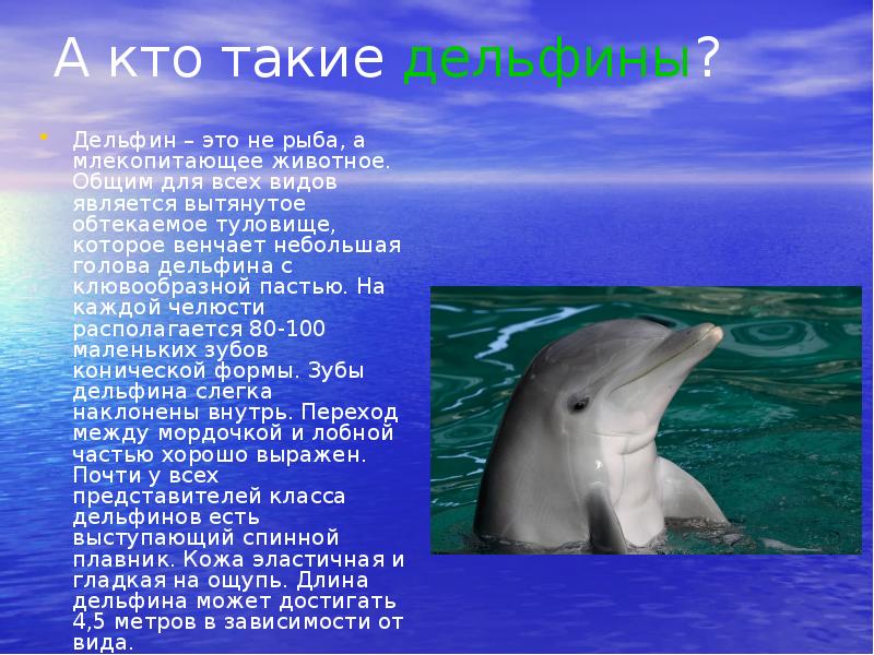 Проект чем дельфин похож на человека