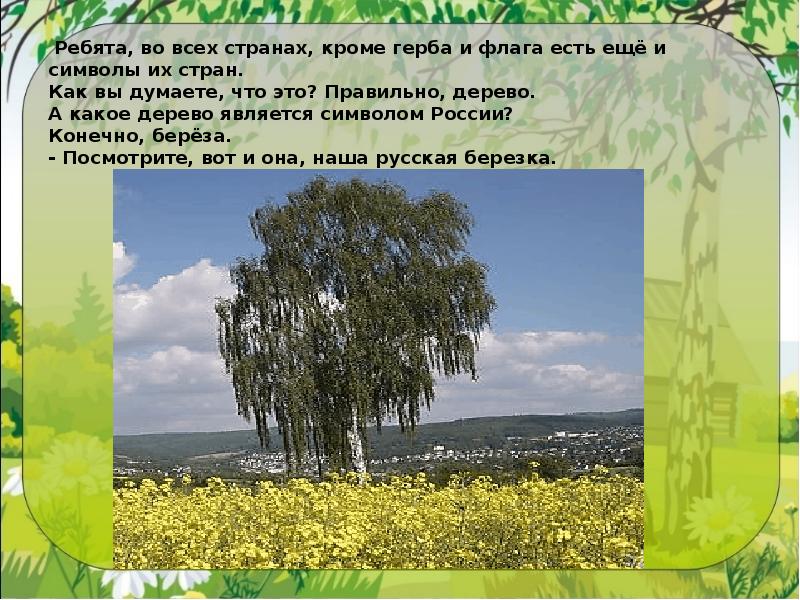 Какие деревья являются символом. Какие деревья являются символом России. Какое дерево является символом России. Какое дерево является символом Кубани. Символом чего является дерево.