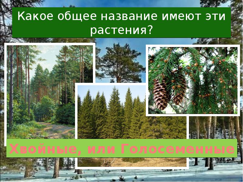 Голосеменные презентация 5 класс фгос