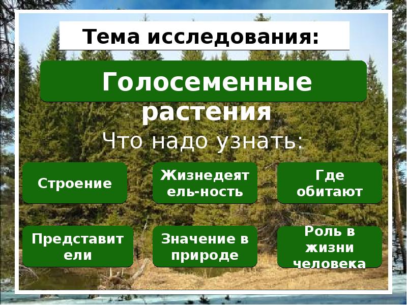 Голосеменные презентация 5 класс