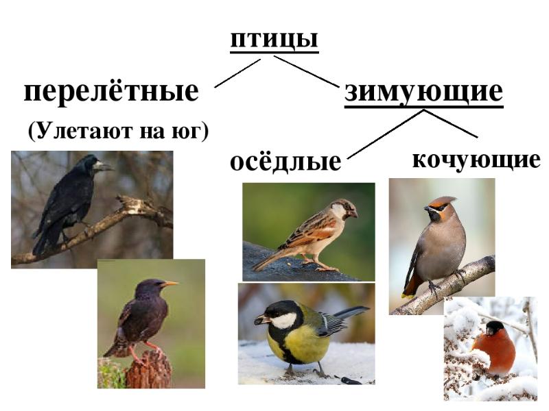 Перелетные птицы зимующие птицы картинки с названиями