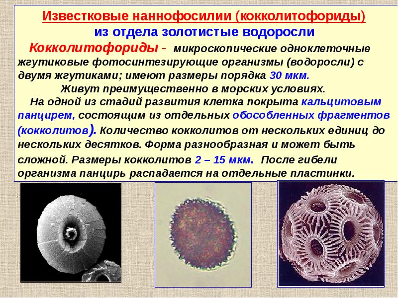 Какова роль клетки в одноклеточном организме. Кокколитофориды водоросли. Золотистые кокколитофориды. Кокколитофориды строение. Кокколитофориды виды.