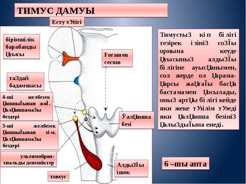 Қалқанша безі обыры презентация