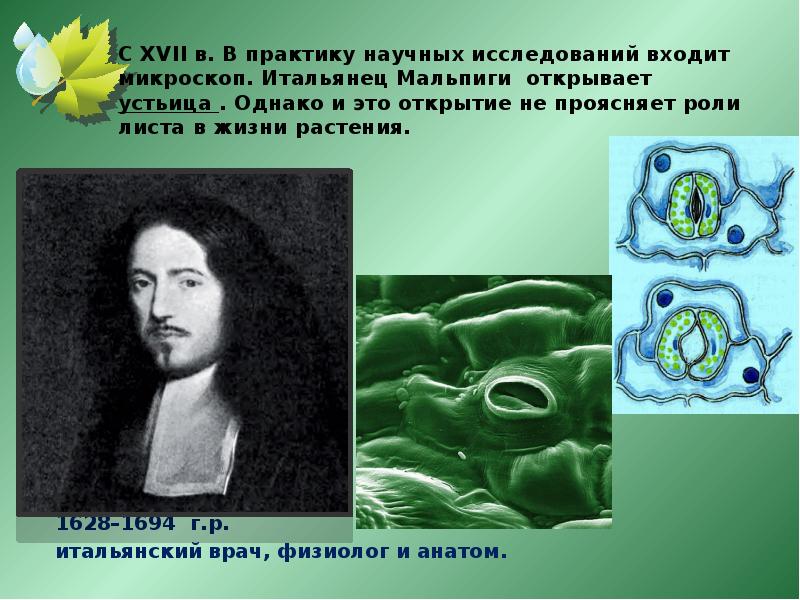 Эксперимент мальпиги. Опыт мальпиги. тельце мальпиги. мальпиги вклад в медицину. эксперимент мальпиги с корой.