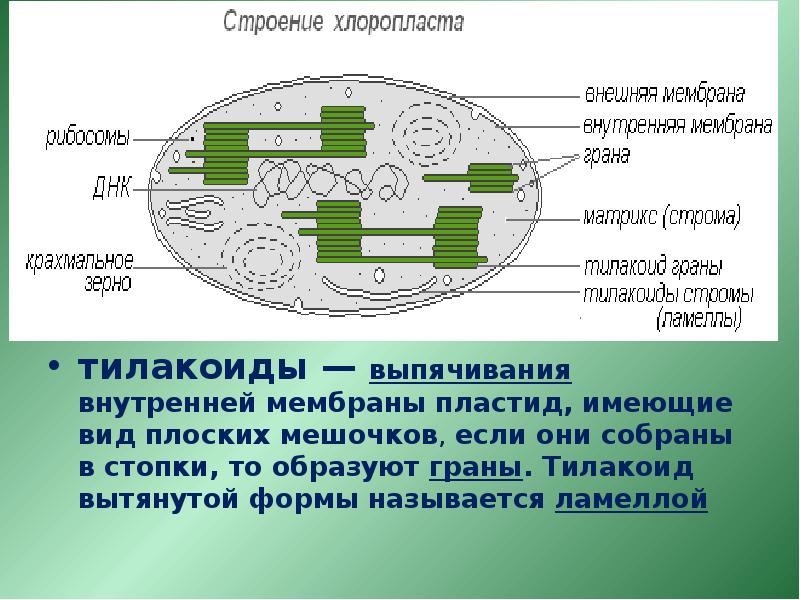 Соотнесите объекты с их обозначениями на рисунке гранула запасных веществ межмембранное пространство