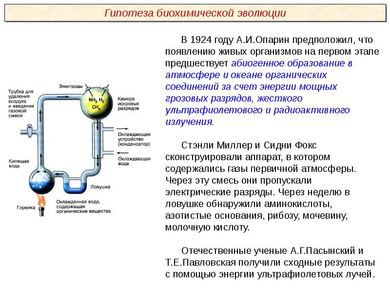 Презентации пименов биология