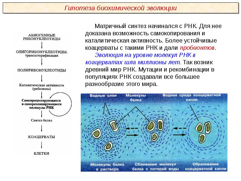 Направления эволюции презентация пименов