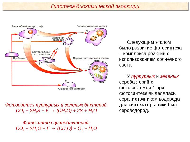 Анализаторы презентация пименова