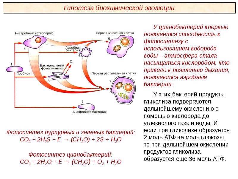 Презентации пименов биология