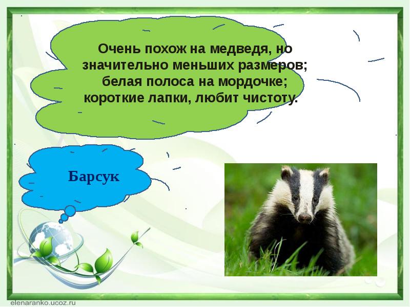 Презентация барсук 3 класс окружающий мир