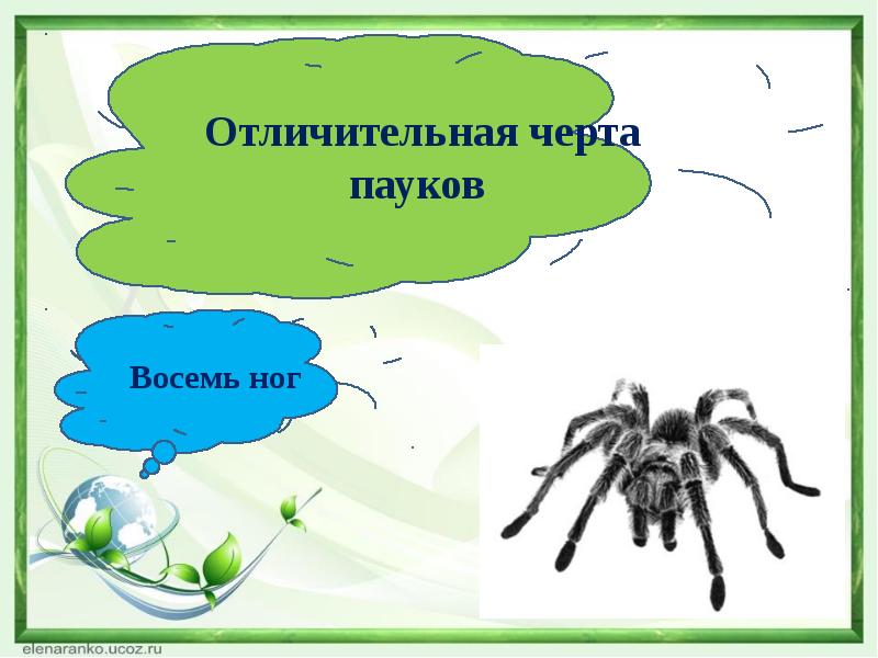 Восемь ног как восемь. Отличительные черты пауков. Отличительные черты паукообразных. Характерные черты паука. Пауки отличительные особенности.