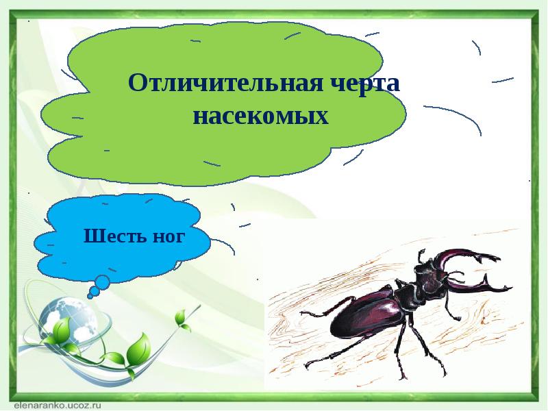 Черты насекомых. Отличительные черты насекомых. Насекомые 6 ног. Отличительная черта всех насекомых. Шесть лап у насекомых.