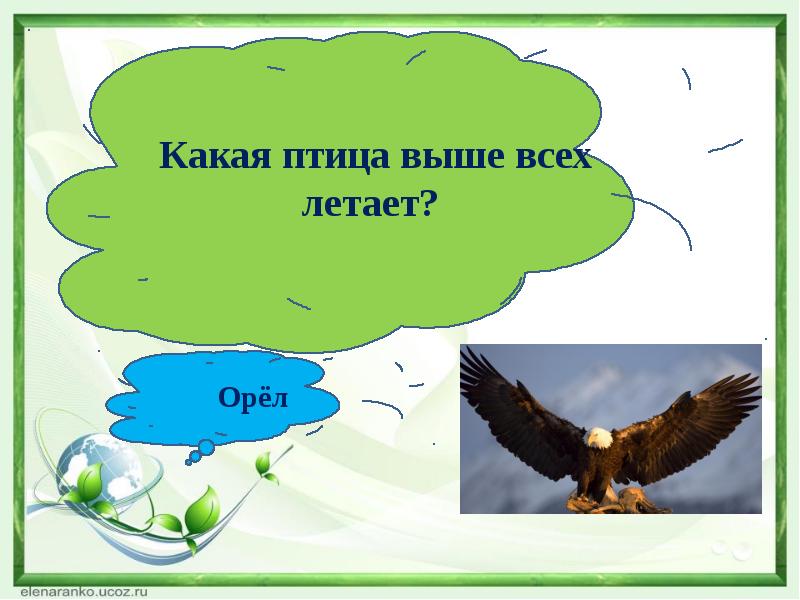 Выше всех. Птица которая летает выше всех. Какая птица выше всех. Какая из птиц летает выше всех. Какая птица летает выше всего.