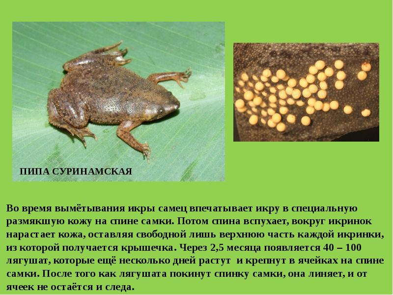 Класс земноводные или амфибии вариант 1. Класс земноводные или амфибии вариант 1