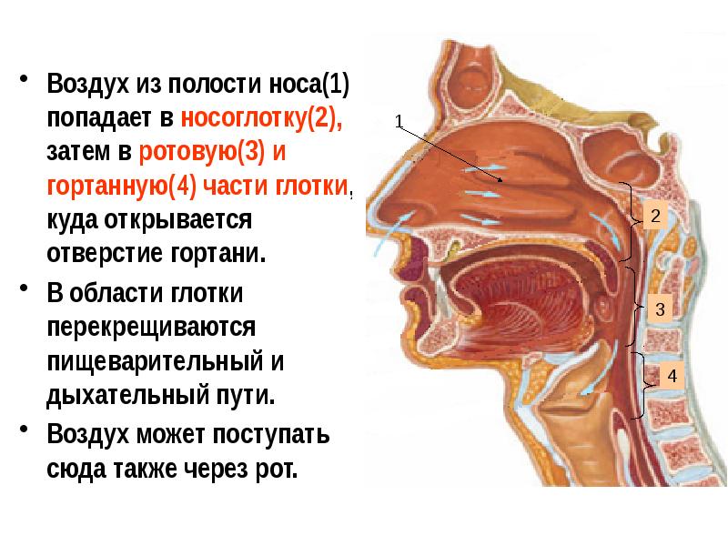 Строение носоглотки человека фото с описанием в разрезе с пазухами носа