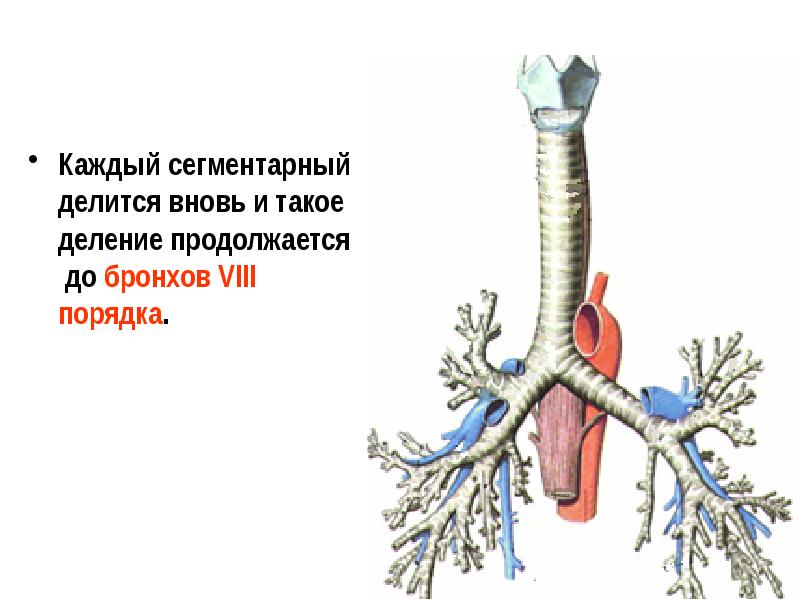 Левый бронх делится. Сегментарные бронхи делятся на. Строение стенки бронхов. Стенка бронха. Перфорация стенки бронха.