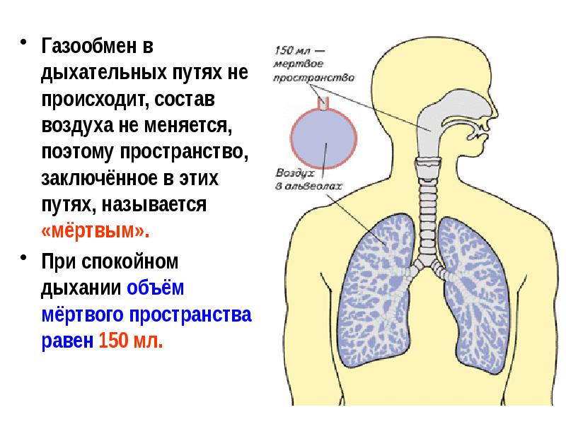 Презентация органы дыхания газообмен 7 класс презентация