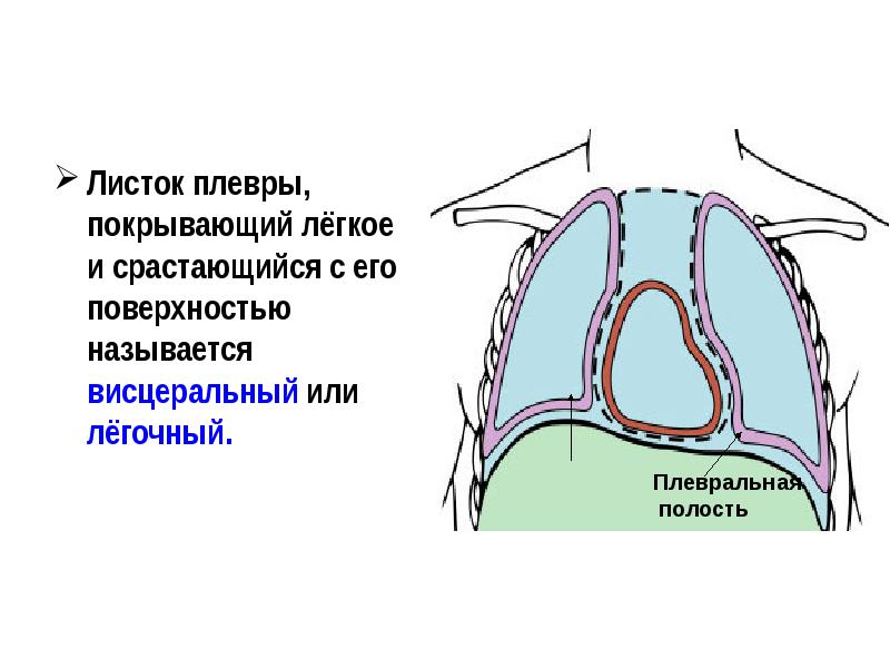 Плевра топографическая анатомия презентация