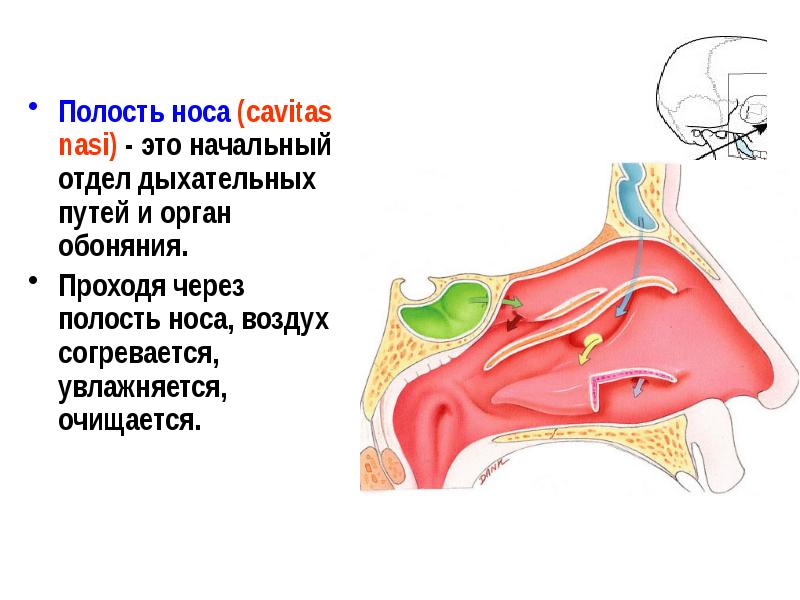 1 из функций носовой полости является