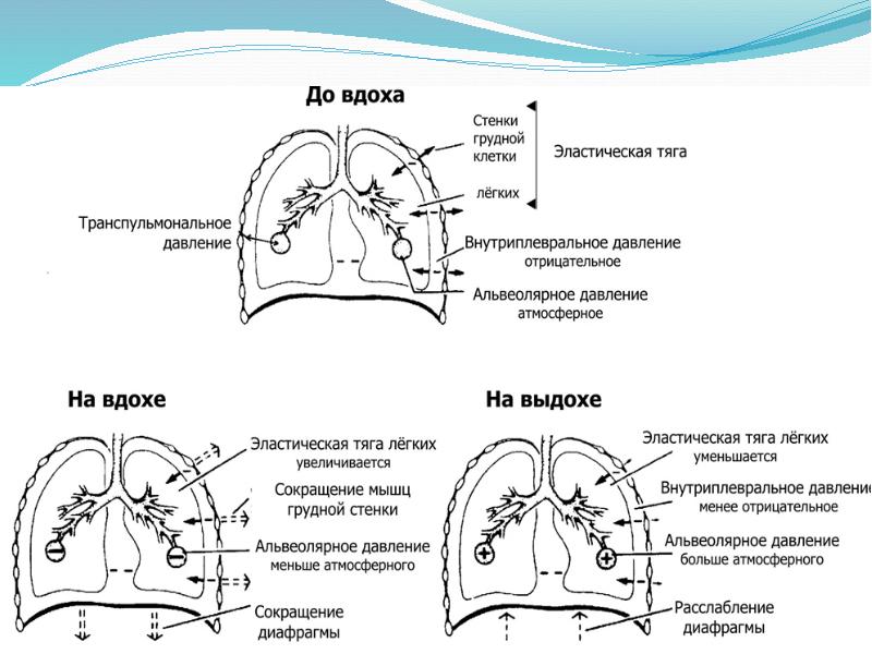 Механизм вдоха и выдоха презентация