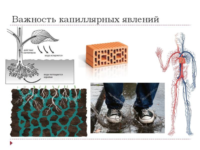 Важность капиллярных явлений Важность капиллярных явлений