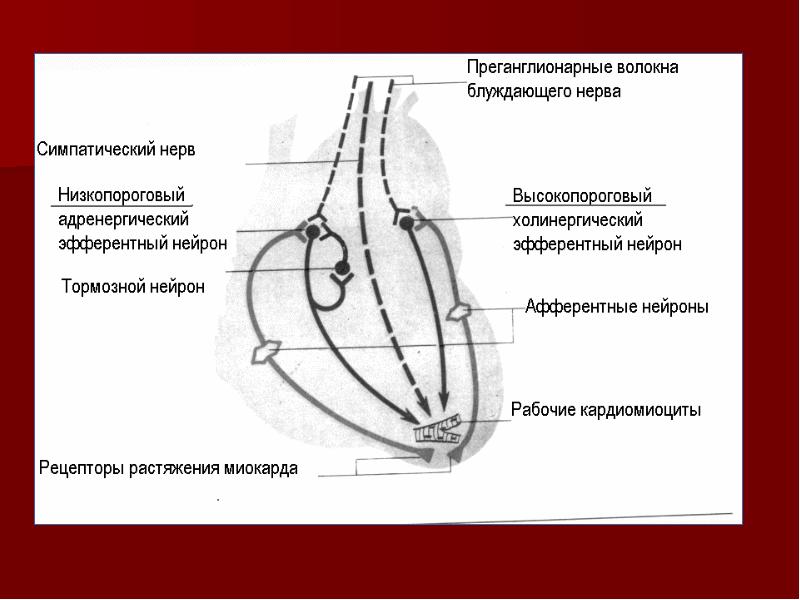 Схема рефлекторной дуги внутрисердечного рефлекса