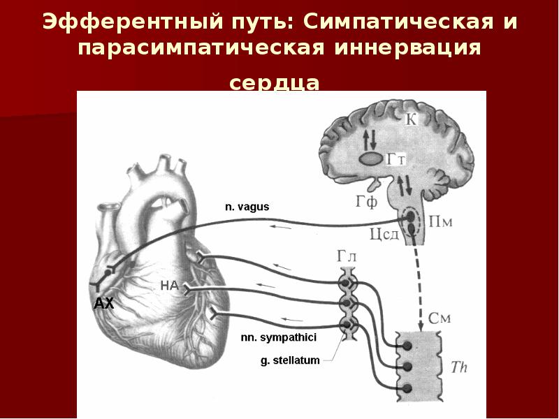 Эфферентная иннервация презентация