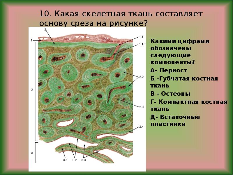 Скелетные ткани презентация