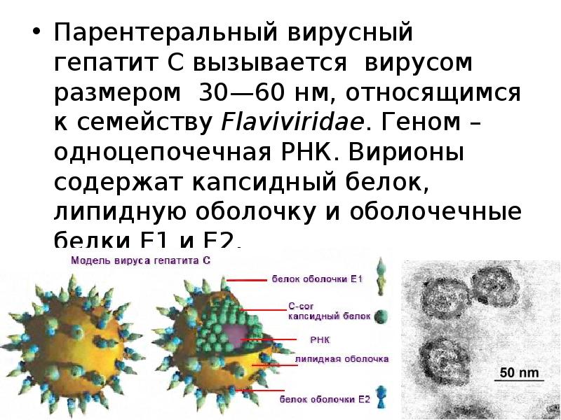 Вирусный гепатит задачи. Гепатит а вызывается вирусом. Вирион гепатита с. Парентеральные вирусные гепатиты. Вирионы вирусов гепатита c.